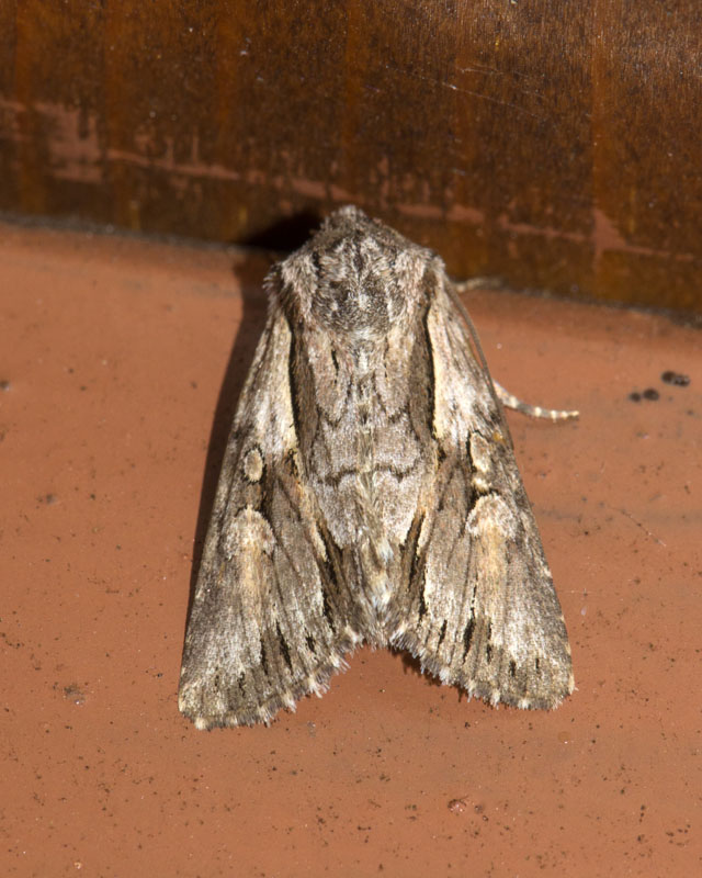 Noctuidae da determinare - Chloantha hyperici